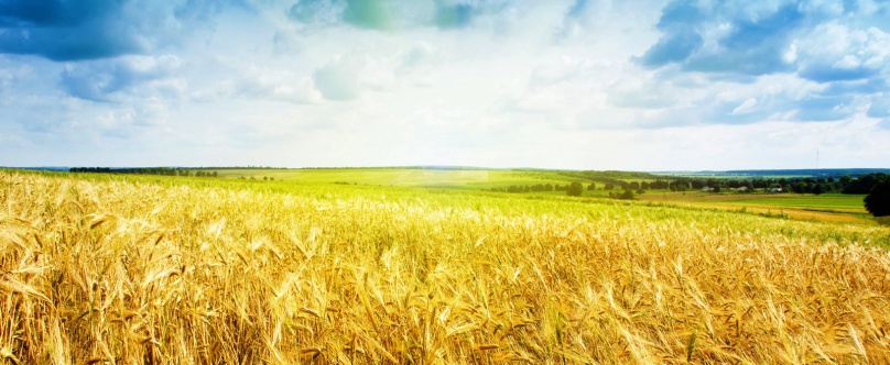 SAP Business One et l'agroalimentaire
