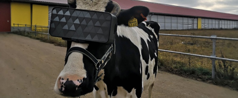 Des vaches russes profitent de la réalité virtuelle