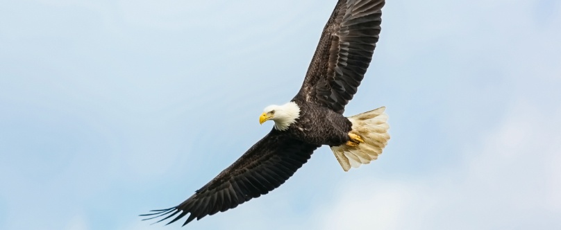 Un drone agile inspiré des rapaces Un drone agile inspiré des rapaces